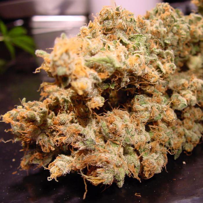 Aeroponica, Brands_Paradise Seeds, Coltivazione, Dutch Dragon, FEMMINIZZATI, Idroponica, Indoor, Outdoor, Semi, Semi da collezione, THC, Tipo_Femminizzati - doisgrowshop.it