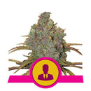 Aeroponica, Autocoltivazione, Brands_Royal Queen Seeds, Coltivazione, FEMMINIZZATI, Idroponica, Indoor, Outdoor, Semi, Semi da collezione, THC, Tipo_Femminizzati - doisgrowshop.it