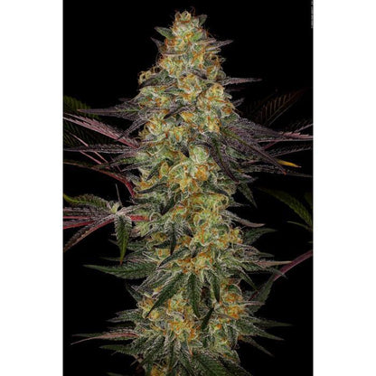 Aeroponica, Brands_Paradise Seeds, Coltivazione, El Dorado OG, FEMMINIZZATI, Idroponica, Indoor, Outdoor, Semi, Semi da collezione, THC, Tipo_Femminizzati - doisgrowshop.it