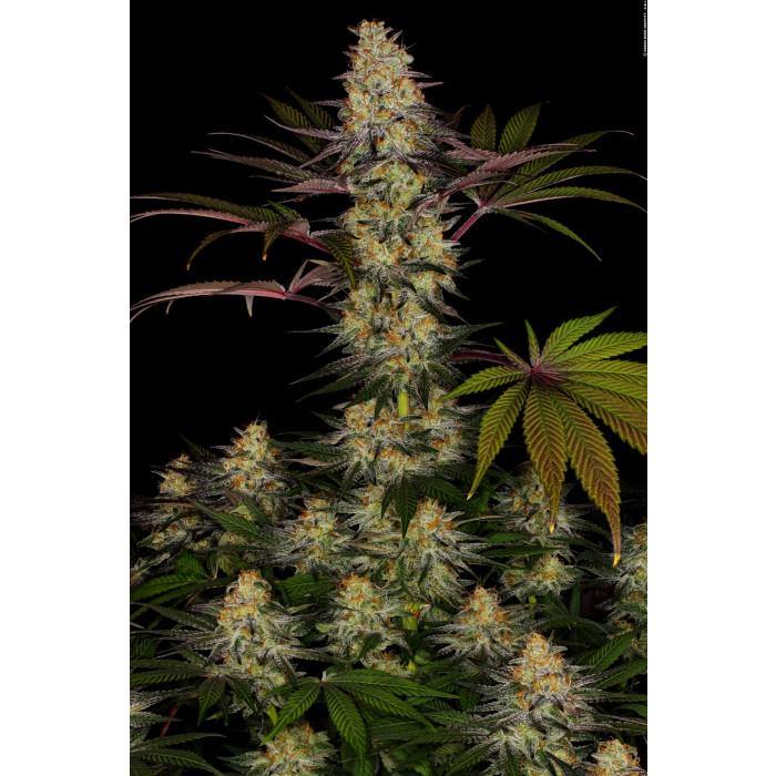 Aeroponica, Brands_Paradise Seeds, Coltivazione, El Dorado OG, FEMMINIZZATI, Idroponica, Indoor, Outdoor, Semi, Semi da collezione, THC, Tipo_Femminizzati - doisgrowshop.it