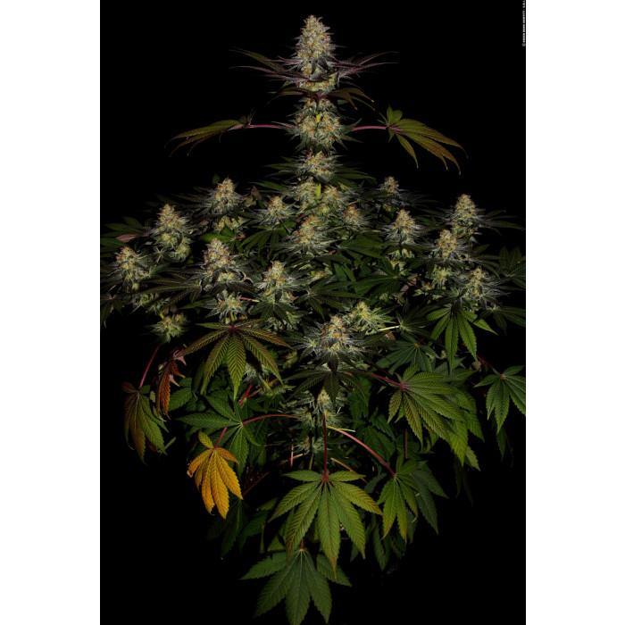 Aeroponica, Brands_Paradise Seeds, Coltivazione, El Dorado OG, FEMMINIZZATI, Idroponica, Indoor, Outdoor, Semi, Semi da collezione, THC, Tipo_Femminizzati - doisgrowshop.it