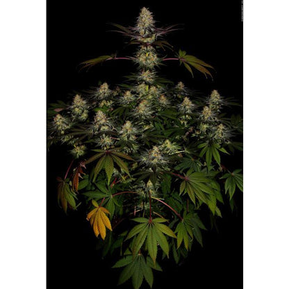 Aeroponica, Brands_Paradise Seeds, Coltivazione, El Dorado OG, FEMMINIZZATI, Idroponica, Indoor, Outdoor, Semi, Semi da collezione, THC, Tipo_Femminizzati - doisgrowshop.it