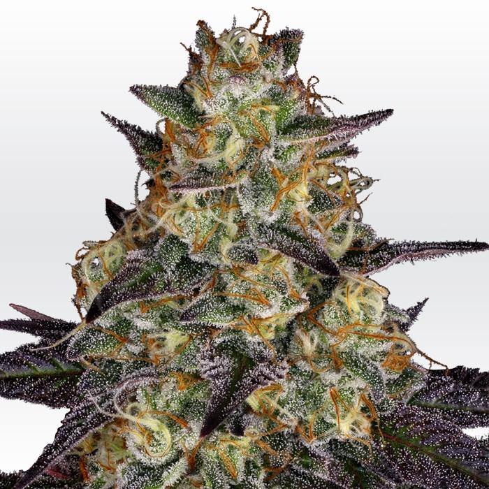Aeroponica, Brands_Paradise Seeds, Coltivazione, El Dorado OG, FEMMINIZZATI, Idroponica, Indoor, Outdoor, Semi, Semi da collezione, THC, Tipo_Femminizzati - doisgrowshop.it