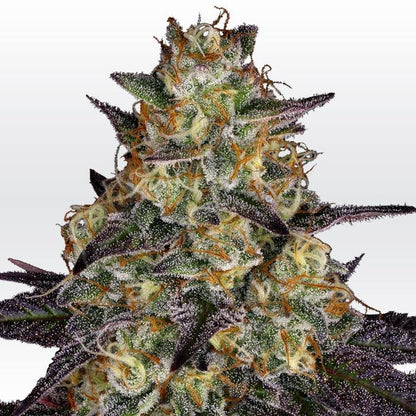 Aeroponica, Brands_Paradise Seeds, Coltivazione, El Dorado OG, FEMMINIZZATI, Idroponica, Indoor, Outdoor, Semi, Semi da collezione, THC, Tipo_Femminizzati - doisgrowshop.it