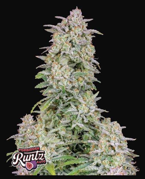 Aeroponica, AUTOFIORENTI, Automatiche, Brands_Fast Buds, Coltivazione, FEMMINIZZATI, Forbidden Runtz Auto, Idroponica, Indoor, Outdoor, Semi, Semi da collezione, THC, Tipo_Auto Fiorenti - doisgrowshop.it