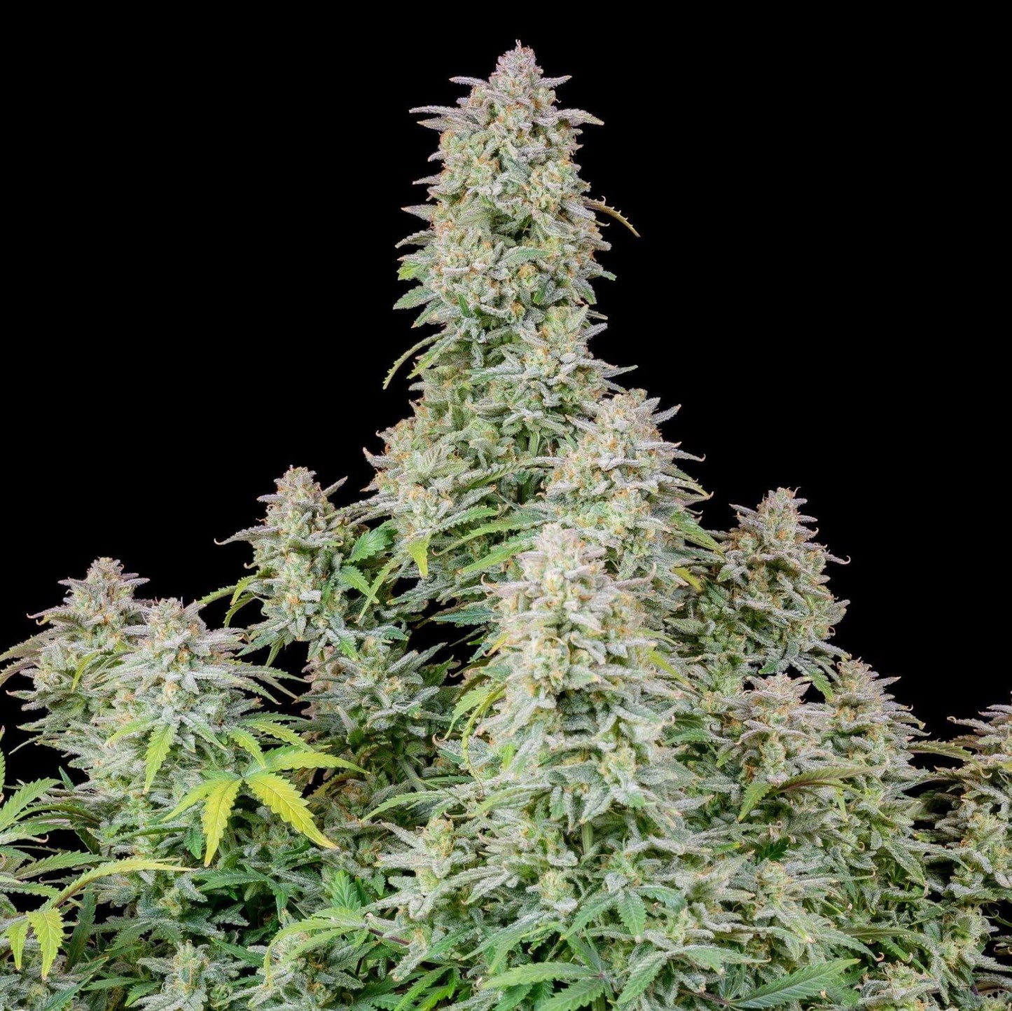 Aeroponica, AUTOFIORENTI, Automatiche, Brands_Fast Buds, Coltivazione, FEMMINIZZATI, Forbidden Runtz Auto, Idroponica, Indoor, Outdoor, Semi, Semi da collezione, THC, Tipo_Auto Fiorenti - doisgrowshop.it