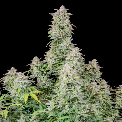 Aeroponica, AUTOFIORENTI, Automatiche, Brands_Fast Buds, Coltivazione, FEMMINIZZATI, Forbidden Runtz Auto, Idroponica, Indoor, Outdoor, Semi, Semi da collezione, THC, Tipo_Auto Fiorenti - doisgrowshop.it