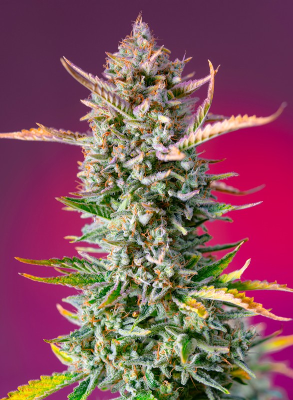 Sweet Seeds Gorilla Sherbet F1 Fast Version®