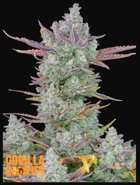 Aeroponica, AUTOFIORENTI, Automatiche, Brands_Fast Buds, Coltivazione, FEMMINIZZATI, Gorilla Cookies Auto, Idroponica, Indoor, Outdoor, Semi, Semi da collezione, THC, Tipo_Auto Fiorenti - doisgrowshop.it