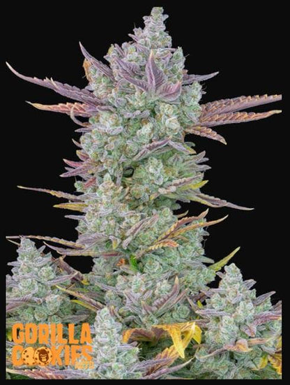Aeroponica, AUTOFIORENTI, Automatiche, Brands_Fast Buds, Coltivazione, FEMMINIZZATI, Gorilla Cookies Auto, Idroponica, Indoor, Outdoor, Semi, Semi da collezione, THC, Tipo_Auto Fiorenti - doisgrowshop.it