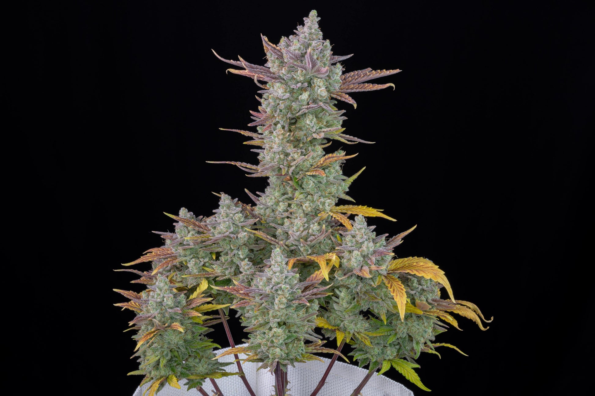Aeroponica, AUTOFIORENTI, Automatiche, Brands_Fast Buds, Coltivazione, FEMMINIZZATI, Gorilla Cookies Auto, Idroponica, Indoor, Outdoor, Semi, Semi da collezione, THC, Tipo_Auto Fiorenti - doisgrowshop.it