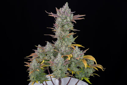 Aeroponica, AUTOFIORENTI, Automatiche, Brands_Fast Buds, Coltivazione, FEMMINIZZATI, Gorilla Cookies Auto, Idroponica, Indoor, Outdoor, Semi, Semi da collezione, THC, Tipo_Auto Fiorenti - doisgrowshop.it