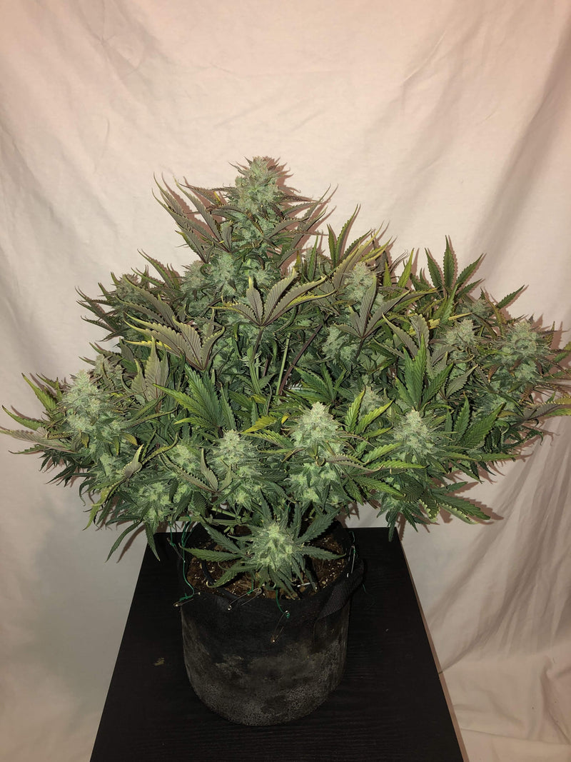 indoor gorilla glue plant Fast Buds Gorilla Glue Auto – Dois Growshop