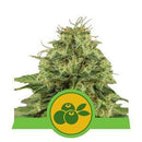 Royal Queen Seeds Haze Berry Automatic