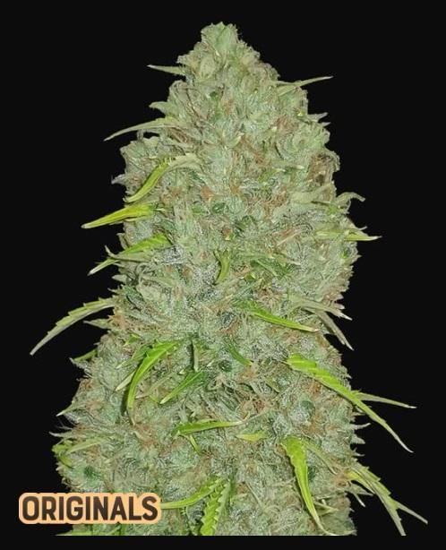 Aeroponica, AUTOFIORENTI, Automatiche, Brands_Fast Buds, Coltivazione, FEMMINIZZATI, Idroponica, Indoor, Jack Herer Auto, Outdoor, Semi, Semi da collezione, THC, Tipo_Auto Fiorenti - doisgrowshop.it