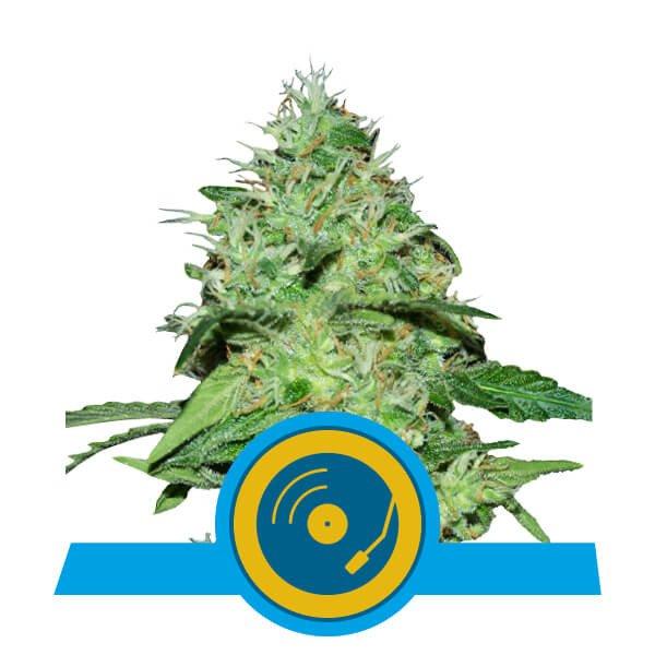 Aeroponica, Autocoltivazione, Brands_Royal Queen Seeds, cbd, Coltivazione, Idroponica, Indoor, Outdoor, Semi, Semi da collezione, THC, Tipo_CBD - doisgrowshop.it