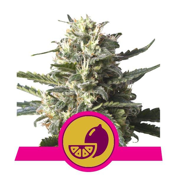 Royal Queen Seeds Lemon Shining Silver Haze (Lemon Haze)