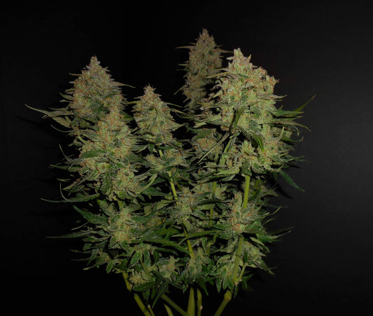Aeroponica, AUTOFIORENTI, Automatiche, Brands_Fast Buds, Coltivazione, FEMMINIZZATI, Idroponica, Indoor, Lemon Pie Auto, Outdoor, Semi, Semi da collezione, THC, Tipo_Auto Fiorenti - doisgrowshop.it
