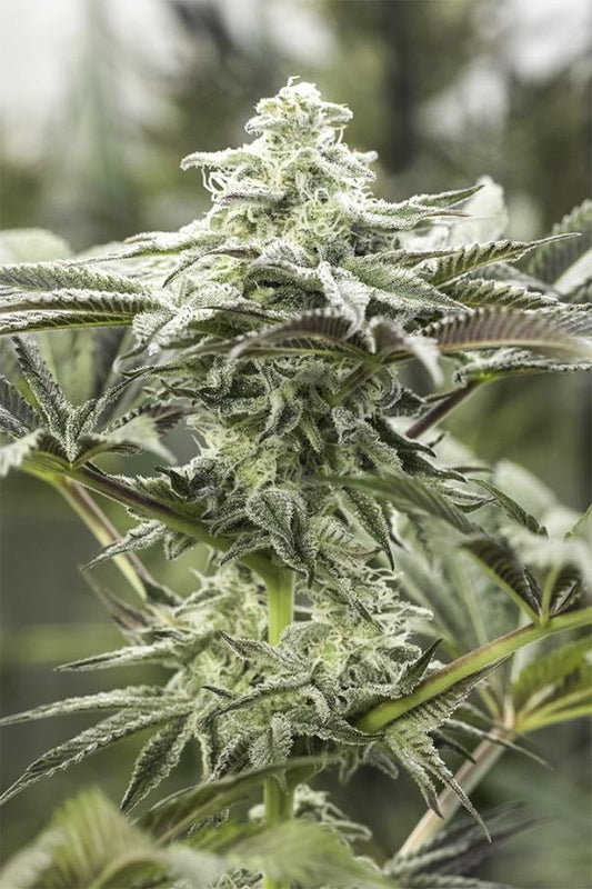 Aeroponica, Autocoltivazione, Brands_Humboldt Seeds, Coltivazione, FEMMINIZZATI, Idroponica, Indoor, Outdoor, Semi, THC, Tipo_Femminizzati - doisgrowshop.it