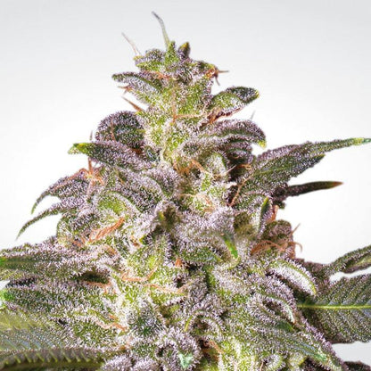 Aeroponica, Brands_Paradise Seeds, Coltivazione, FEMMINIZZATI, Idroponica, Indoor, Magic Bud, Outdoor, Semi, Semi da collezione, THC, Tipo_Femminizzati - doisgrowshop.it