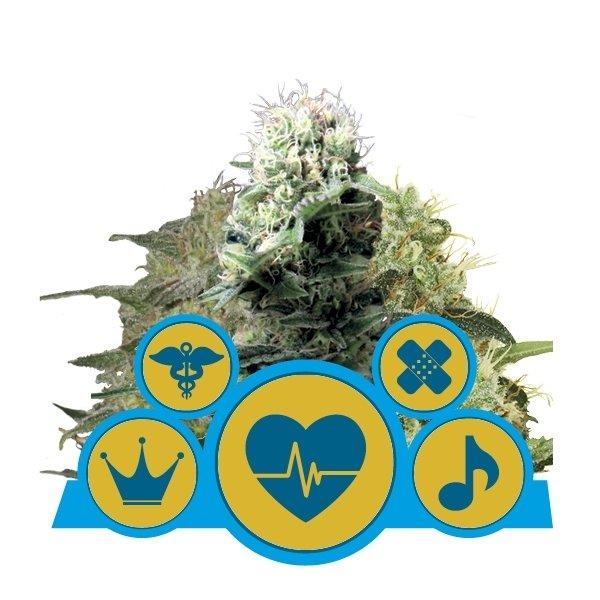 Aeroponica, Autocoltivazione, Brands_Royal Queen Seeds, cbd, Coltivazione, Idroponica, Indoor, Offerta, Outdoor, Semi, Semi da collezione, THC, Tipo_CBD - doisgrowshop.it