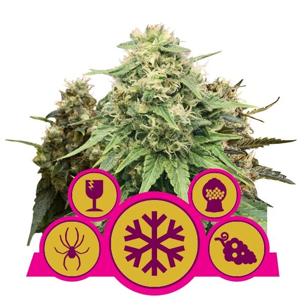 Royal Queen Seeds Mix Feminized