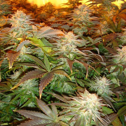 Aeroponica, Brands_Paradise Seeds, CBD, Coltivazione, FEMMINIZZATI, Idroponica, Indoor, Opium, Outdoor, Semi, THC, Tipo_Femminizzati - doisgrowshop.it