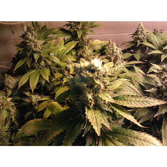 Acid, Aeroponica, Brands_Paradise Seeds, CBD, Coltivazione, FEMMINIZZATI, Idroponica, Indoor, Outdoor, Semi, THC, Tipo_Femminizzati - doisgrowshop.it