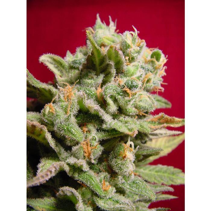 Aeroponica, Brands_Paradise Seeds, Coltivazione, Dutch Dragon, FEMMINIZZATI, Idroponica, Indoor, Outdoor, Semi, Semi da collezione, THC, Tipo_Femminizzati - doisgrowshop.it