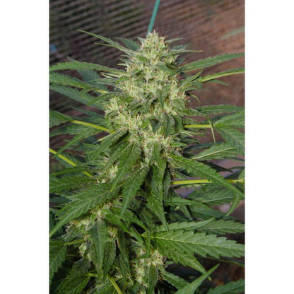 Aeroponica, AUTOFIORENTI, Automatiche, Brands_Paradise Seeds, Coltivazione, FEMMINIZZATI, Idroponica, Indoor, Outdoor, Pandora, Semi, Semi da collezione, THC, Tipo_Auto Fiorenti - doisgrowshop.it