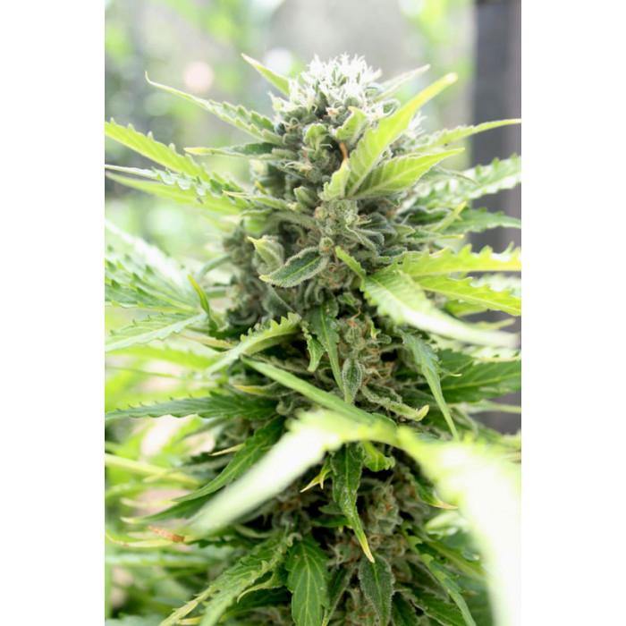 Aeroponica, AUTOFIORENTI, Automatiche, Brands_Paradise Seeds, Coltivazione, FEMMINIZZATI, Idroponica, Indoor, Outdoor, Pandora, Semi, Semi da collezione, THC, Tipo_Auto Fiorenti - doisgrowshop.it
