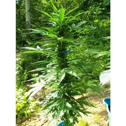 Aeroponica, AUTOFIORENTI, Automatiche, Brands_Paradise Seeds, Coltivazione, FEMMINIZZATI, Idroponica, Indoor, Outdoor, Pandora, Semi, Semi da collezione, THC, Tipo_Auto Fiorenti - doisgrowshop.it