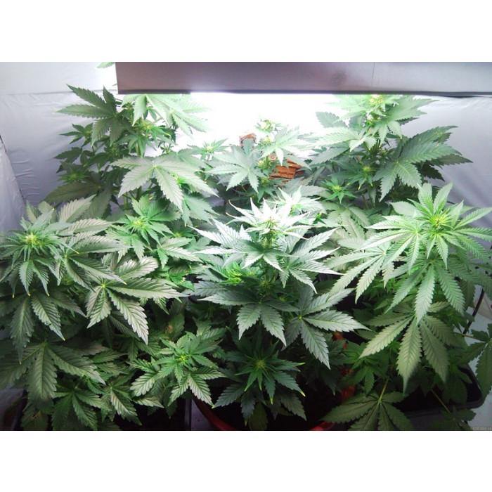 Aeroponica, AUTOFIORENTI, Automatiche, Brands_Paradise Seeds, Coltivazione, FEMMINIZZATI, Idroponica, Indoor, Outdoor, Semi, Semi da collezione, THC, Tipo_Auto Fiorenti, Vertigo - doisgrowshop.it