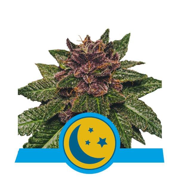 Aeroponica, AUTOFIORENTI, Brands_Royal Queen Seeds, cbd, Coltivazione, Idroponica, Indoor, Outdoor, Semi, Semi da collezione, THC, Tipo_Auto Fiorenti, Tipo_CBD - doisgrowshop.it