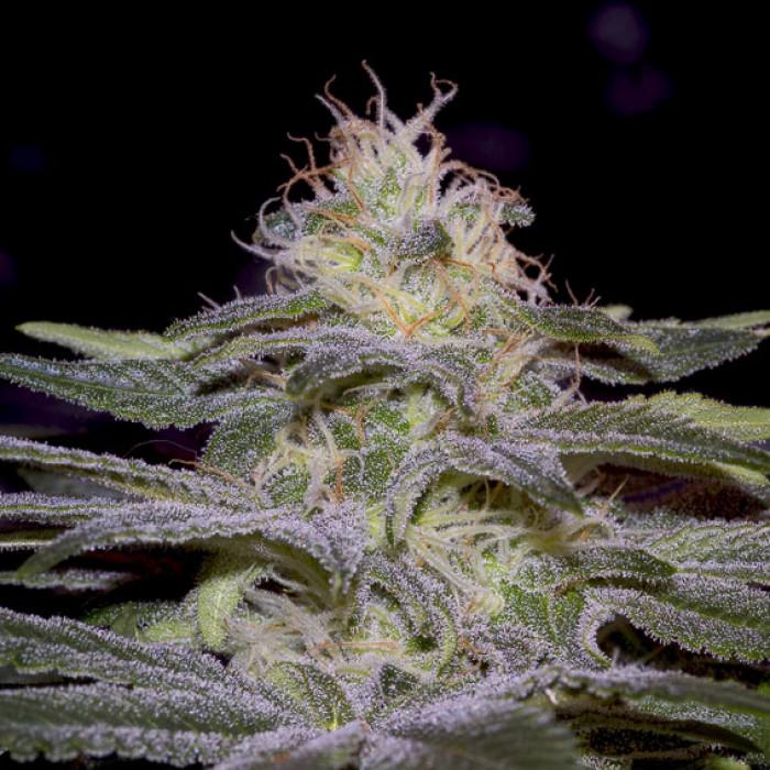 Aeroponica, Brands_Paradise Seeds, CBD, Coltivazione, FEMMINIZZATI, Idroponica, Indoor, Outdoor, Semi, Semi da collezione, Sensi Star, THC - doisgrowshop.it