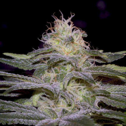 Aeroponica, Brands_Paradise Seeds, CBD, Coltivazione, FEMMINIZZATI, Idroponica, Indoor, Outdoor, Semi, Semi da collezione, Sensi Star, THC - doisgrowshop.it