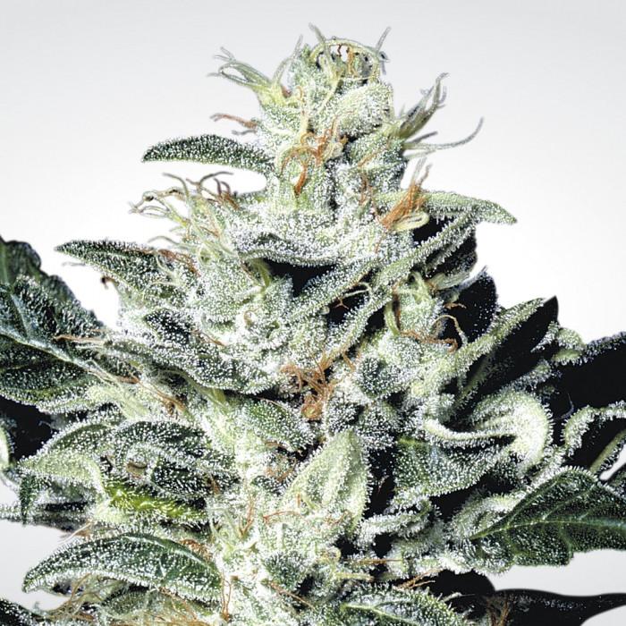 Aeroponica, Brands_Paradise Seeds, CBD, Coltivazione, FEMMINIZZATI, Idroponica, Indoor, Outdoor, Semi, Semi da collezione, Sensi Star, THC - doisgrowshop.it