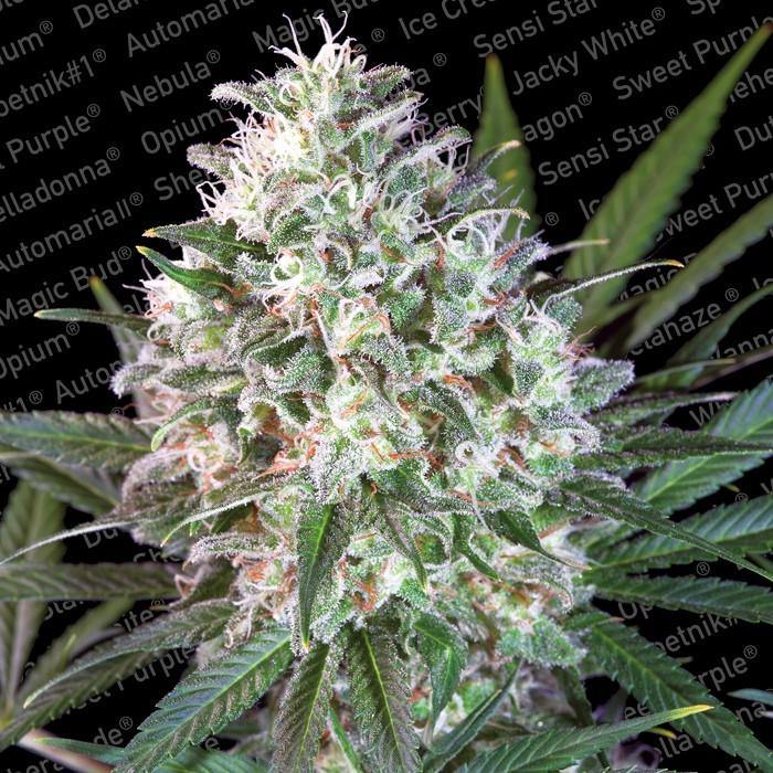 Aeroponica, Brands_Paradise Seeds, Coltivazione, FEMMINIZZATI, Idroponica, Indoor, Outdoor, Semi, Semi da collezione, Space Cookies, THC, Tipo_Femminizzati - doisgrowshop.it