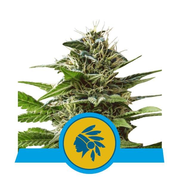 Aeroponica, Brands_Royal Queen Seeds, cbd, Coltivazione, Idroponica, Indoor, Outdoor, Semi, THC, Tipo_CBD - doisgrowshop.it