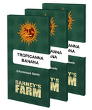 Aeroponica, Barney's Farm, Brands_Barney's Farm, Coltivazione, FEMMINIZZATI, Idroponica, Indoor, Outdoor, Semi, THC, Tipo_Femminizzati, Tropicanna Banana - doisgrowshop.it