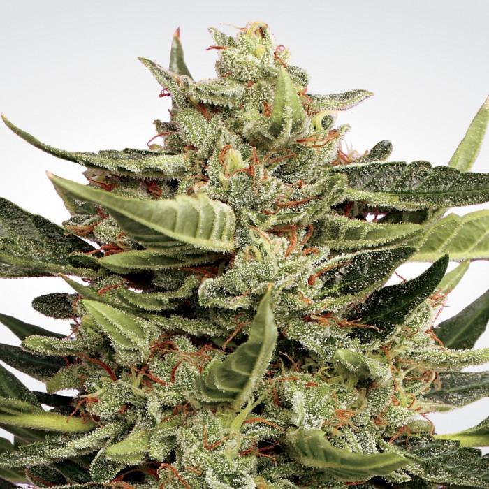 Aeroponica, AUTOFIORENTI, Automatiche, Brands_Paradise Seeds, Coltivazione, FEMMINIZZATI, Idroponica, Indoor, Outdoor, Semi, Semi da collezione, THC, Tipo_Auto Fiorenti, Vertigo - doisgrowshop.it