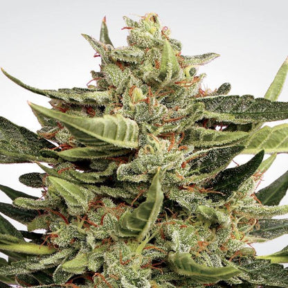 Aeroponica, AUTOFIORENTI, Automatiche, Brands_Paradise Seeds, Coltivazione, FEMMINIZZATI, Idroponica, Indoor, Outdoor, Semi, Semi da collezione, THC, Tipo_Auto Fiorenti, Vertigo - doisgrowshop.it