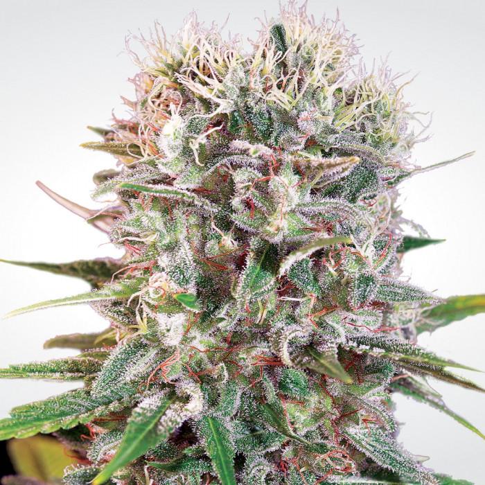 Aeroponica, Brands_Paradise Seeds, Coltivazione, FEMMINIZZATI, Idroponica, Indoor, Outdoor, Semi, Semi da collezione, THC, Tipo_Femminizzati, Wappa - doisgrowshop.it