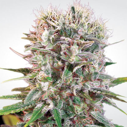 Aeroponica, Brands_Paradise Seeds, Coltivazione, FEMMINIZZATI, Idroponica, Indoor, Outdoor, Semi, Semi da collezione, THC, Tipo_Femminizzati, Wappa - doisgrowshop.it